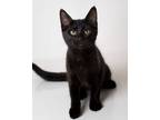 Adopt Georgia a Domestic Short Hair