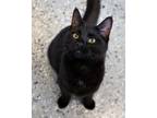 Adopt Carolina a Domestic Short Hair