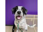 Adopt Katy a German Wirehaired Pointer