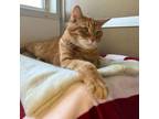 Adopt Monica -- Bonded Buddy With Ross & Ziggy a Domestic Short Hair
