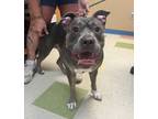 Adopt Kristine a Pit Bull Terrier, Labrador Retriever