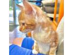 Adopt Cheeto a Domestic Short Hair