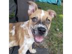 Adopt Gemma a Cattle Dog, Mixed Breed