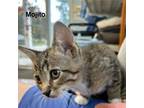 Adopt Mojito a Domestic Short Hair