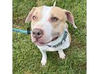 Adopt Coco a Pit Bull Terrier, Mixed Breed