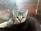 Adopt Imogen a Domestic Short Hair