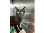 Adopt Pookie a Domestic Short Hair