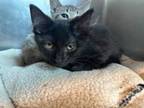 Adopt Illiana a Domestic Medium Hair, Domestic Short Hair