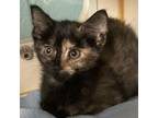Adopt Grapefruit a Domestic Short Hair