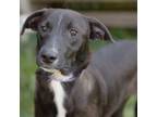 Adopt Kaitlyn a Labrador Retriever
