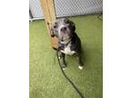 Adopt Phoebe a Pit Bull Terrier, Mixed Breed