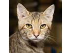 Adopt Tabi a Domestic Short Hair