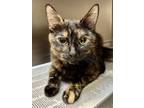 Adopt Milly a Domestic Short Hair