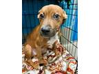 Adopt Witness a Mixed Breed