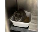 Adopt Precious a Domestic Short Hair