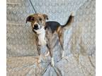 Adopt Brooklyn a Shepherd
