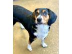 Adopt Michelle a Beagle