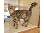 Adopt Princess a Domestic Short Hair