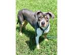 Adopt Raina a Pit Bull Terrier
