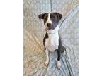 Adopt Lela a Pit Bull Terrier