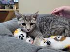 Adopt Ava a Domestic Short Hair