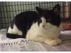 Adopt Katy a Domestic Short Hair