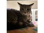 Adopt Brandy a Domestic Short Hair
