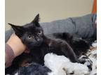 Adopt Skunk a Domestic Short Hair