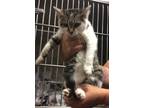 Adopt Glow a Domestic Short Hair