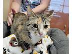 Adopt Simone a Domestic Short Hair