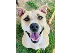Adopt Cleo a Pit Bull Terrier