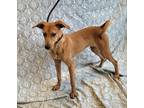Adopt Maple a Whippet