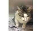Adopt Mona a Domestic Short Hair