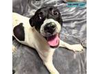Adopt Brandetta a Beagle, Jack Russell Terrier
