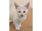 Adopt Lapis a Siamese