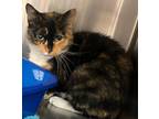 Adopt Marge a Domestic Short Hair