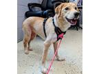 Adopt Sadie a Golden Retriever