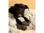 Adopt Scruffy a Wirehaired Terrier