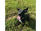 Adopt Lollipop a Black Labrador Retriever, Pit Bull Terrier