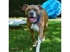Adopt Molly a Pit Bull Terrier