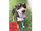 Adopt Louise a Hound