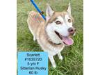 Adopt Scarlett a Husky, Hound