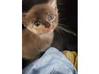 Adopt Roseanne a Domestic Short Hair