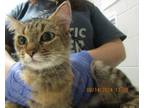 Adopt Tulip a Domestic Short Hair