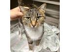Adopt Brynlee a Domestic Short Hair
