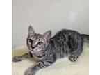Adopt Bette a Domestic Short Hair, Tabby
