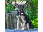 Adopt Bremen a German Shepherd Dog