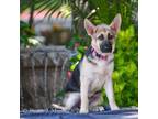 Adopt Berlin a German Shepherd Dog