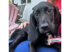 Adopt Seashell a Hound