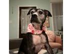 Adopt Miss Mollie a Mixed Breed